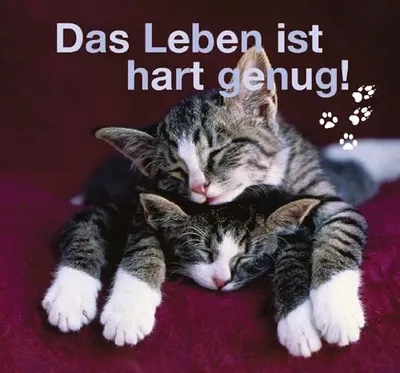 Egmont Verlagsgesellschaften Bild Katze Spruch Das Leben ist hart genug