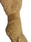 Nattou Schmusetuch Hase Beige Kuscheltuch Baby Schnuffeltuch Kinder