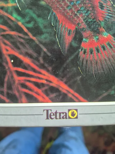 Sonderlinge im Aquarium Helmut Stallknecht Tetra Ratgeber Aquarienfische
