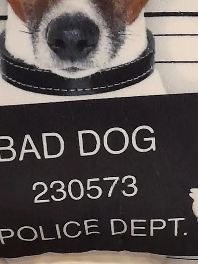 Dekokissen Bad Dog Hund Mugshot 25x25 cm Polyester OEKO-TEX Kissen