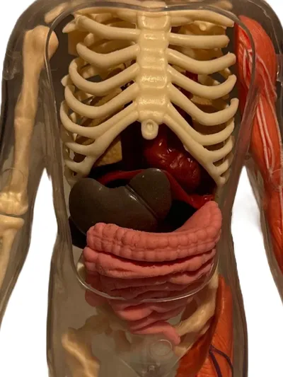 SmartLab Anatomisches Modell Mensch Körper Skelett Organe Lernspielzeug