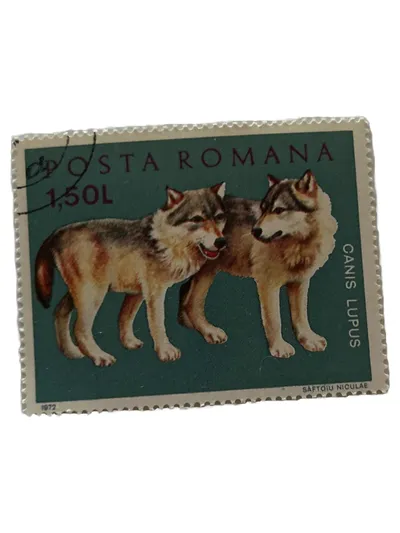 Briefmarke Posta Romana 1,50L Canis Lupus Wolf Grün Sammlerstück