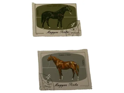 Magyar Posta Briefmarken Pferde Nonius Gidrán Ungarn Vintage Sammler