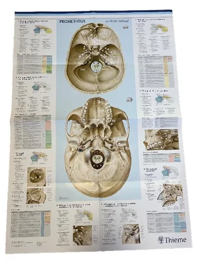 PROMETHEUS Lernposter Schädel Thieme Anatomie Medizin Poster