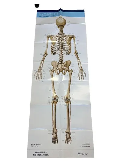 PROMETHEUS Lernposter der Anatomie Skelett Thieme Medizin Anatomie