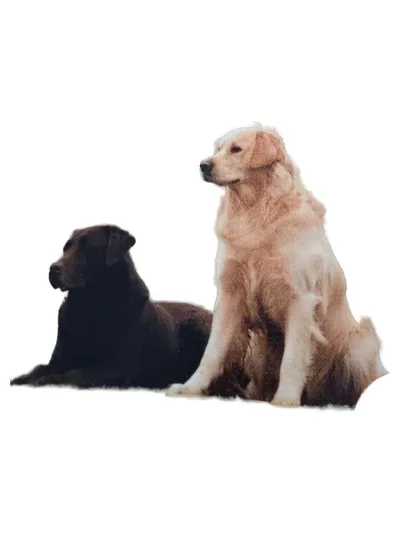 Paul Parey Golden Labrador Retriever Hundebuch Ratgeber Haltung Pflege Erziehung
