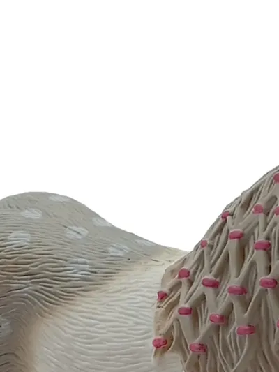 Schleich Pferd Spielfigur Mehrfarbig Kinder Spielzeug ab 3 Jahre 10cm