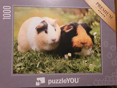 puzzleYOU Premium Puzzle 1000 Teile Meerschweinchen Tiermotiv NEU