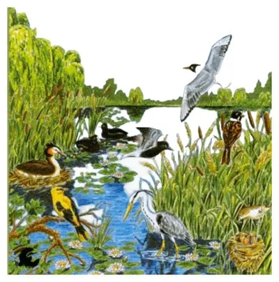 Entspannungsmusik CD Vogelstimmen Naturklänge Wasser beruhigende Naturgeräusche