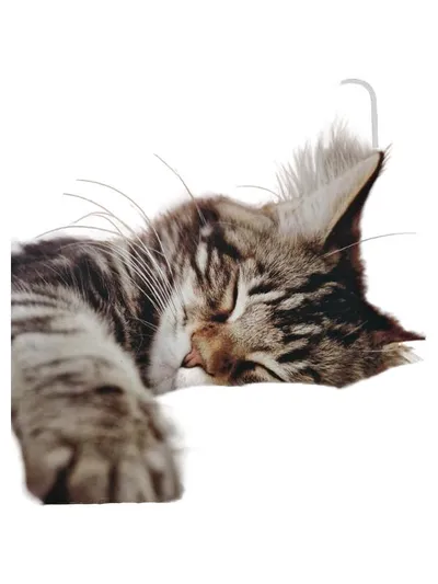 Naumann & Göbel Katzen Das Handbuch für Katzenliebhaber Sachbuch Tiere