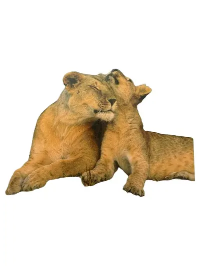 Reader's Digest Erstaunliche Instinkte Tiere Sachbuch Biologie Natur