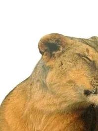 Reader's Digest Erstaunliche Instinkte Tiere Sachbuch Biologie Natur