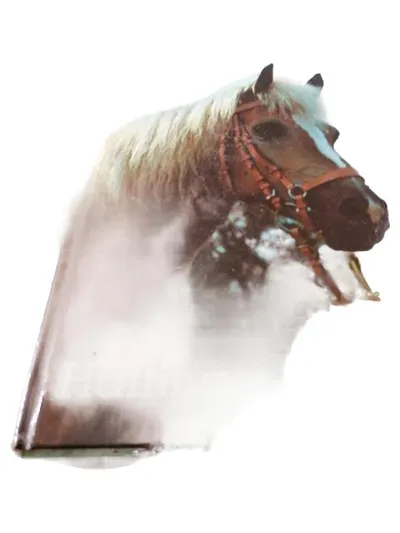 Halfter Lederhalfter Braun Haflinger Pferde Stallhalfter Reithalfter