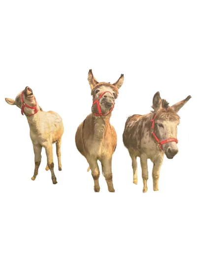 Markenlos Stickerbuch Esel Motiv Tiere Kinder Stickerheft ab 4 Jahre